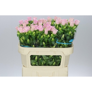 Campanula M Champ Pear Pink