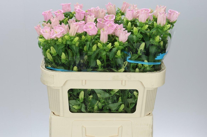 <h4>Campanula M Champ Pear Pink</h4>