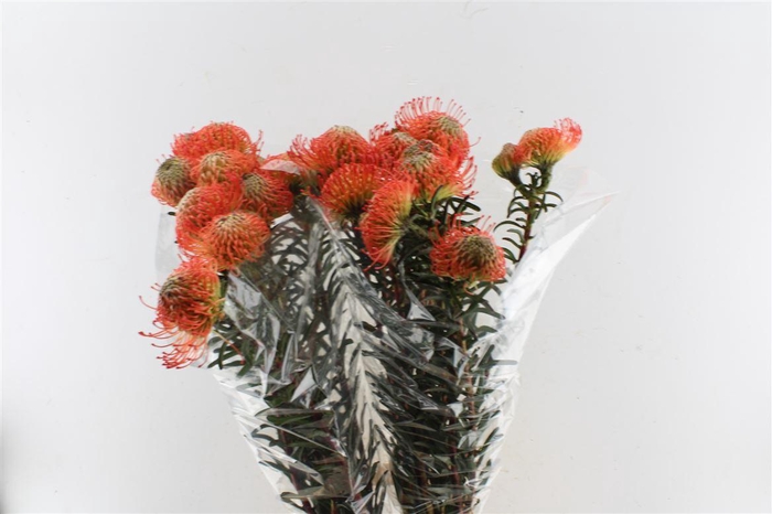 <h4>Leuco Co Succession</h4>