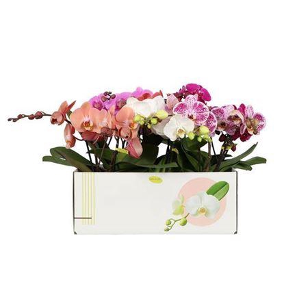 <h4>Phal Gem Tablito</h4>