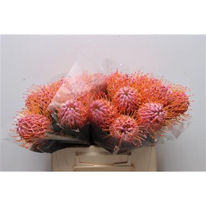Leuco Klbh New Rose