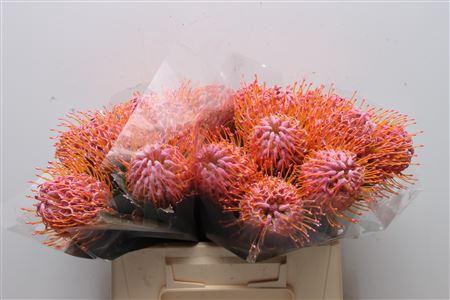 <h4>Leuco Klbh New Rose</h4>