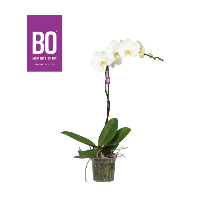 <h4>King P15 BO White 1 spike</h4>