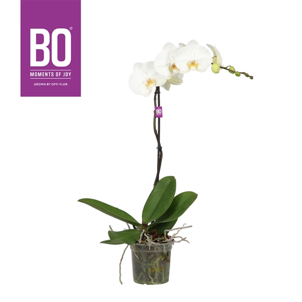 King P15 BO White 1 spike