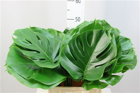 <h4>Monstera 23</h4>