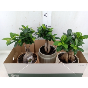 Ficus microcarpa 'Ginseng'