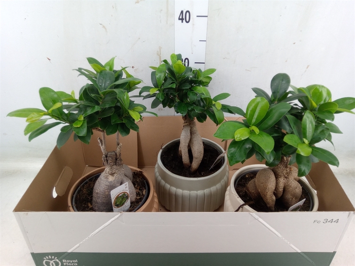 <h4>Ficus microcarpa 'Ginseng'</h4>