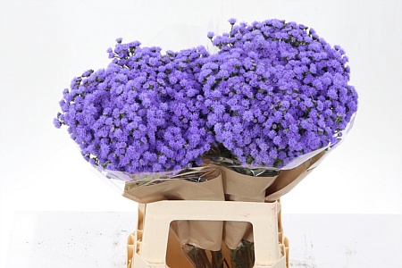 <h4>Ager Houstonianum Jj Violet B</h4>