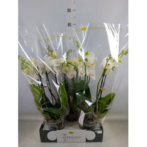 Phalaenopsis   ...white