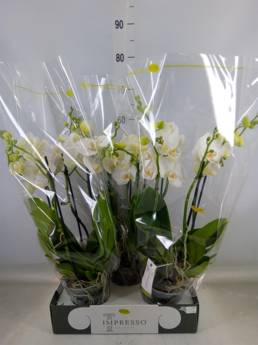 <h4>Phalaenopsis   ...white</h4>