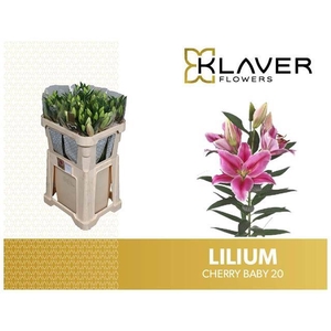 Li Or Cherry Baby 2 Knop Klaver