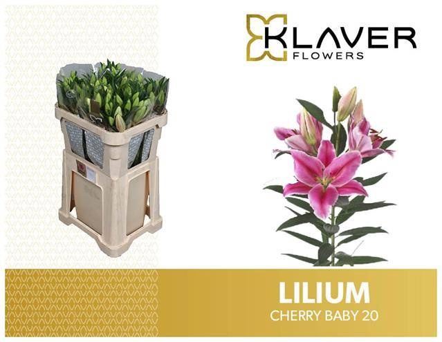 <h4>Li Or Cherry Baby 2 Knop Klaver</h4>