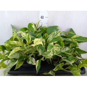 Epipremnum pinn. 'Marble Queen'