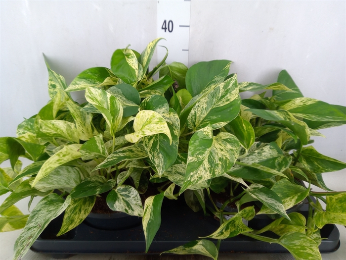<h4>Epipremnum pinn. 'Marble Queen'</h4>