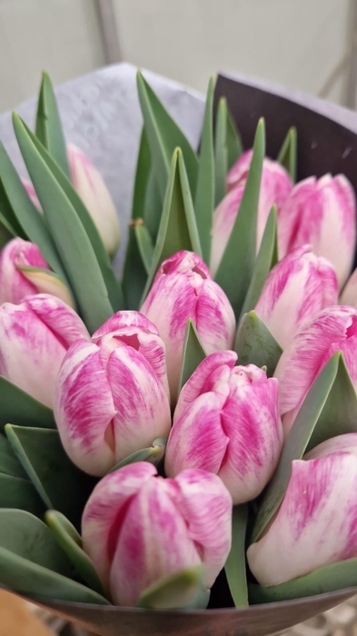 <h4>TU EN Fairy Cloud</h4>