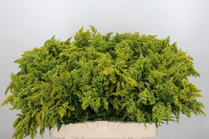 <h4>Solidago Golden Glory</h4>