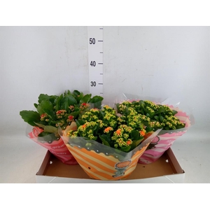 Kalanchoe blos.   ..rosebud mix  5