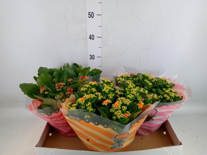 <h4>Kalanchoe blos.   ..rosebud mix  5</h4>