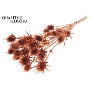 Cardi Distel Natural 5pc/bunch 70cm Copper + Glitter