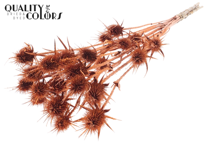 <h4>Cardi Distel Natural 5pc/bunch 70cm Copper + Glitter</h4>