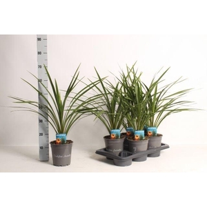 Cordyline Indivisa Peko