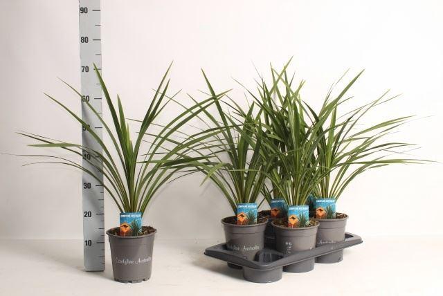<h4>Cordyline Indivisa Peko</h4>