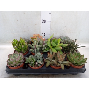 Succulents   ...