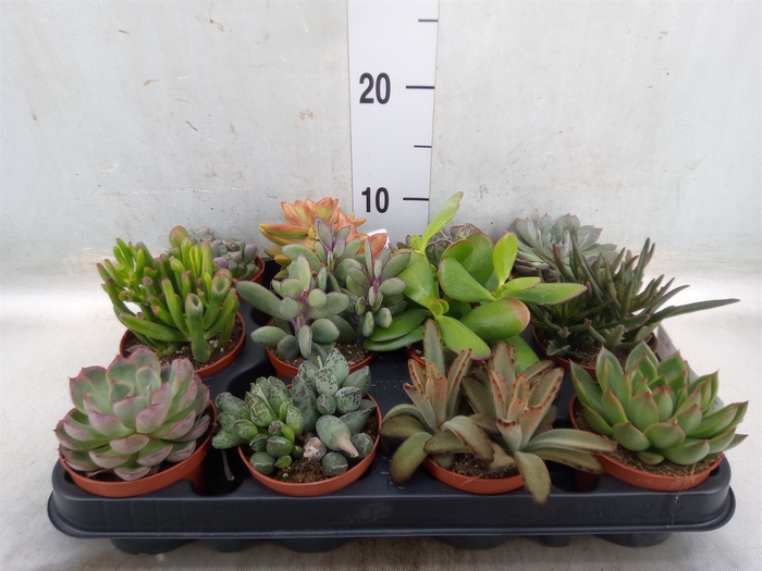 <h4>Succulents   ...</h4>
