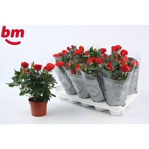 Rosa Red Beau Monde (12 cm)