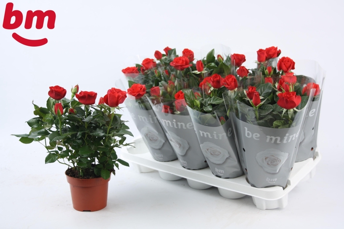 <h4>Rosa Red Beau Monde (12 cm)</h4>