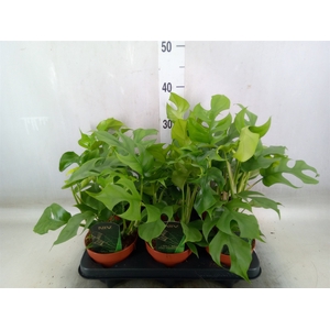 Rhaphidophora tetrasperma