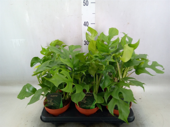 <h4>Rhaphidophora tetrasperma</h4>
