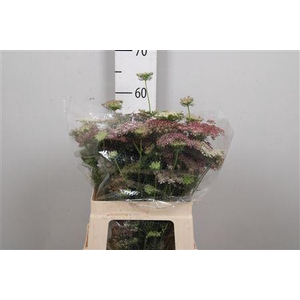 Daucus Carota Dara