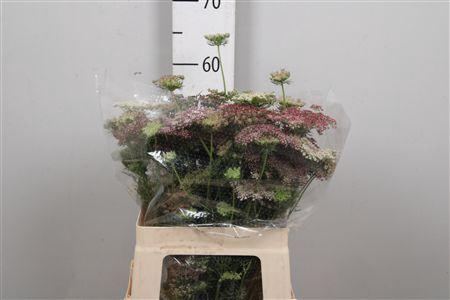 <h4>Daucus Carota Dara</h4>