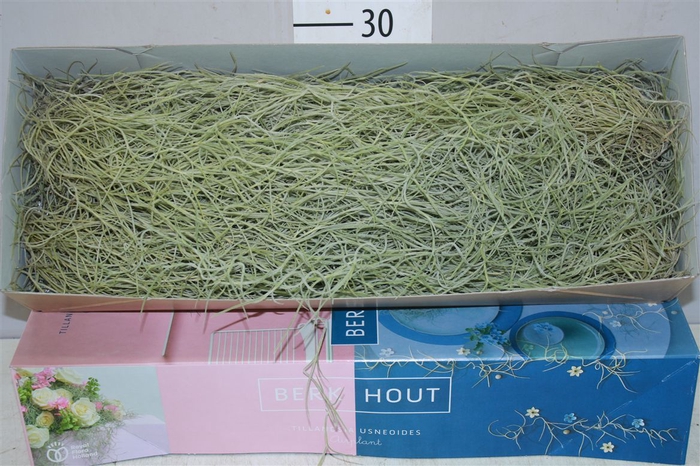 <h4>Tillandsia Usneoides 100cm</h4>
