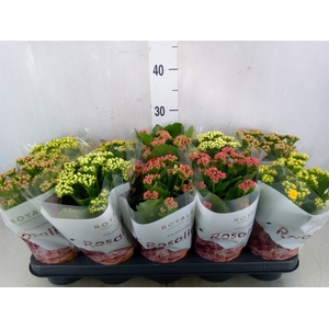 Kalanchoe blos. 'RoyalDon'   ..mix