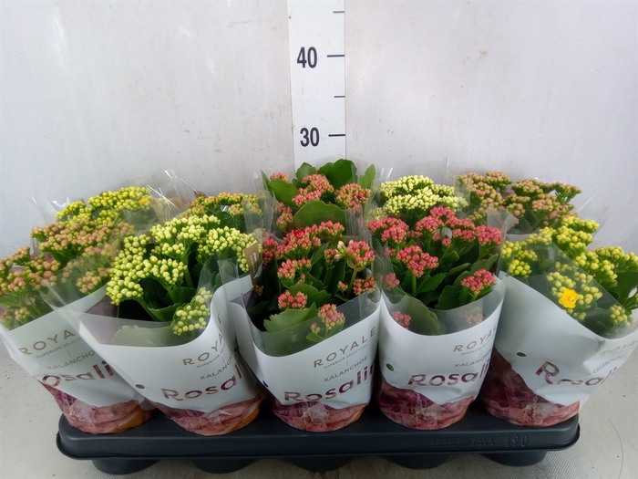 <h4>Kalanchoe blos. 'RoyalDon'   ..mix</h4>