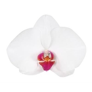 PHAL RED LIPS