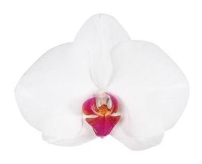 PHAL RED LIPS