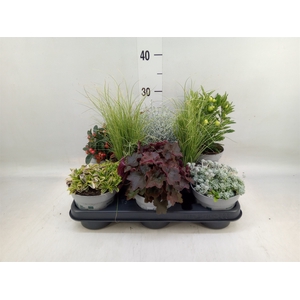 Vaste pltn   ...mix 6  [Perennials]