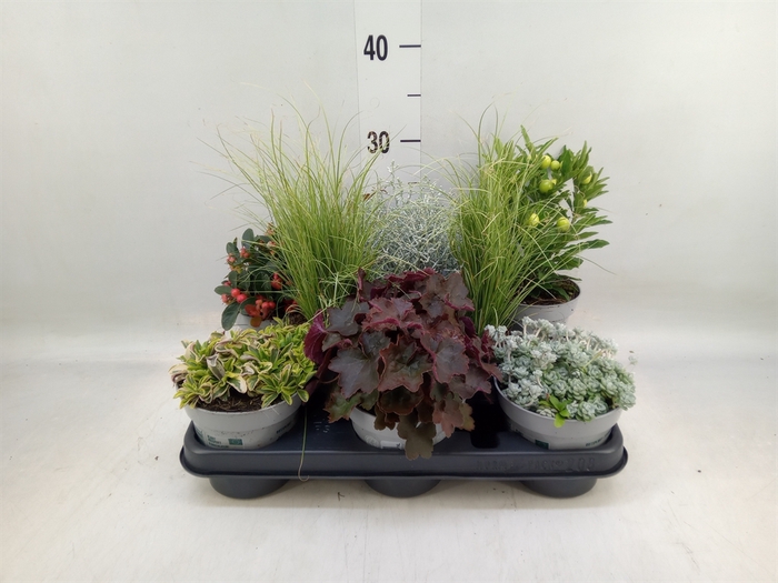 <h4>Vaste pltn   ...mix 6  [Perennials]</h4>