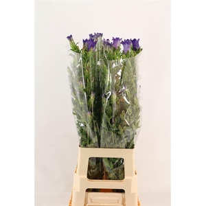 Camp M Champion Blue