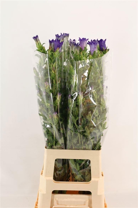 <h4>Camp M Champion Blue</h4>