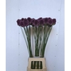 ALLIUM SPHAEROCEPHAL