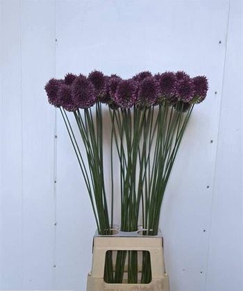 ALLIUM SPHAEROCEPHAL