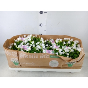 Campanula porten. 'Ambella White'