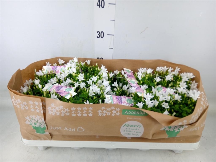 <h4>Campanula porten. 'Ambella White'</h4>