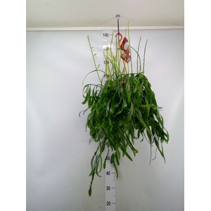 Rhipsalis   ...