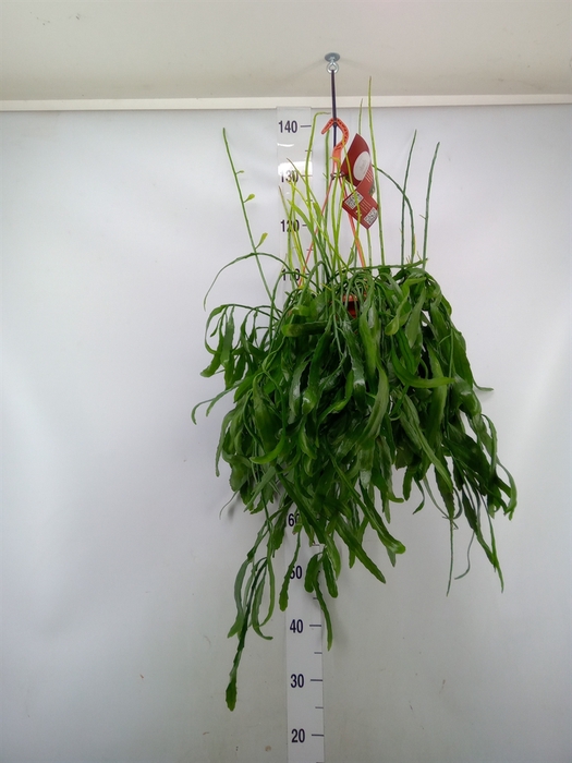 <h4>Rhipsalis   ...</h4>