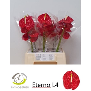 Anthurium Eterno